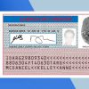 Argentina Drivers License PSD Template - Fully editable